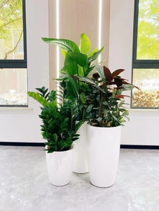 江北盆景出租专业